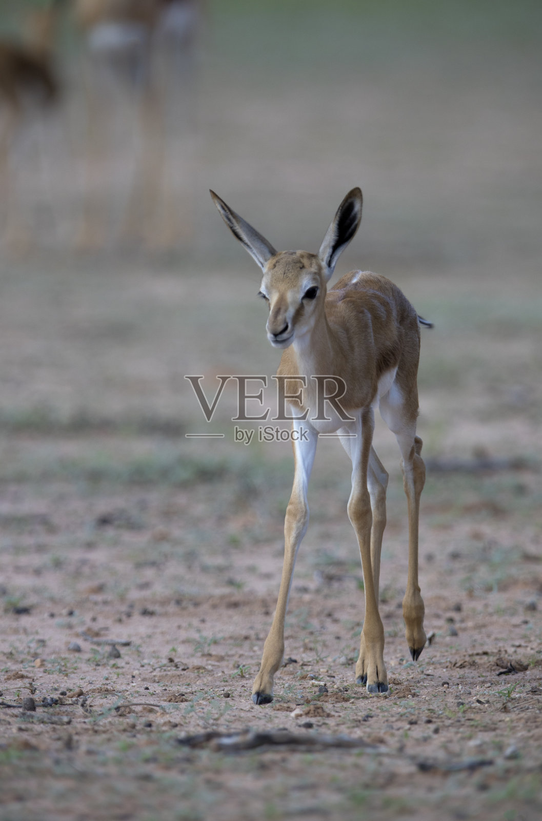 沙漠中的跳羚。照片摄影图片