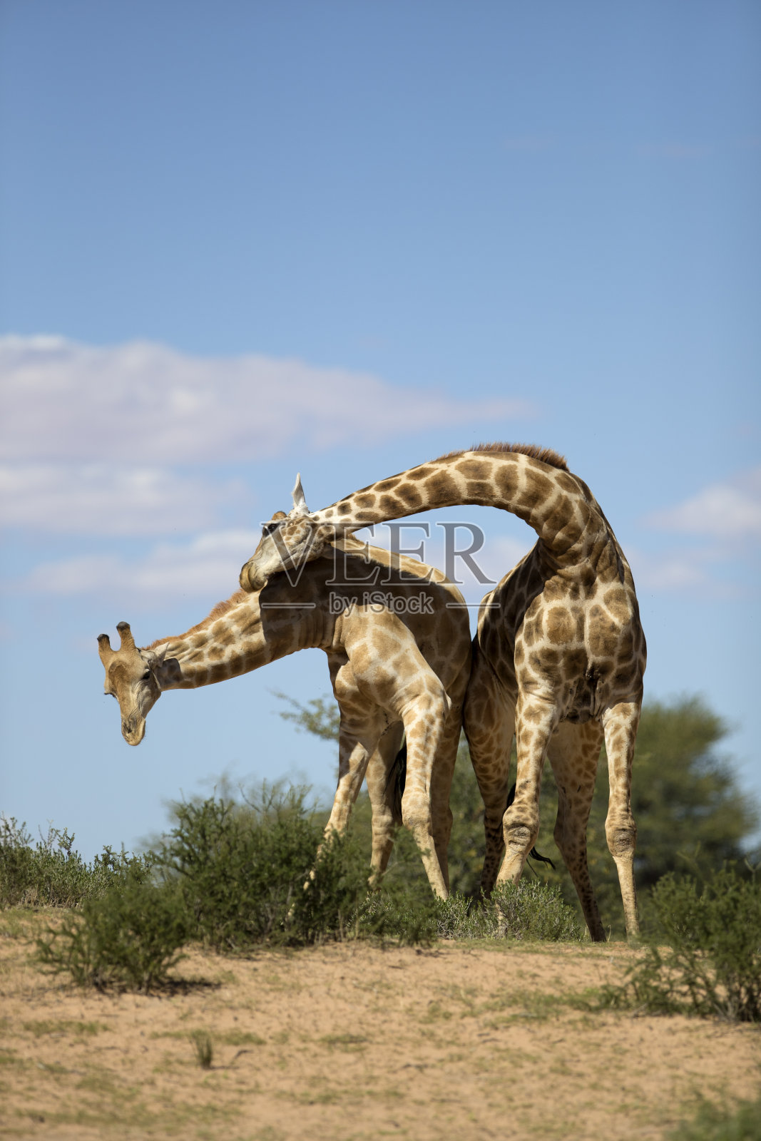 两个长颈鹿。照片摄影图片