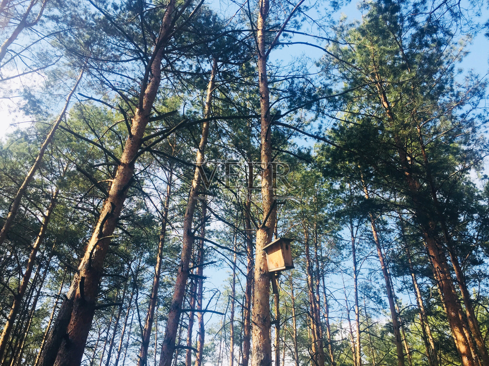 在阳光明媚的日子里，鸟笼在松树林中的树上。森林景观。照片摄影图片