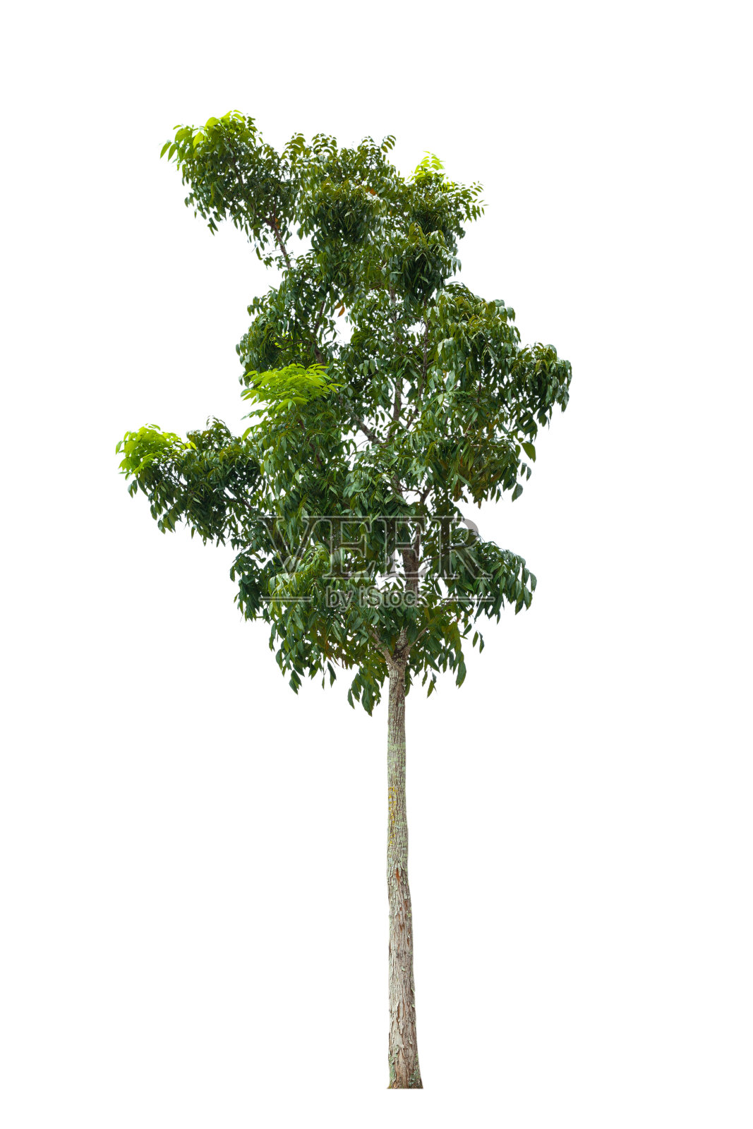 孤立的树照片摄影图片