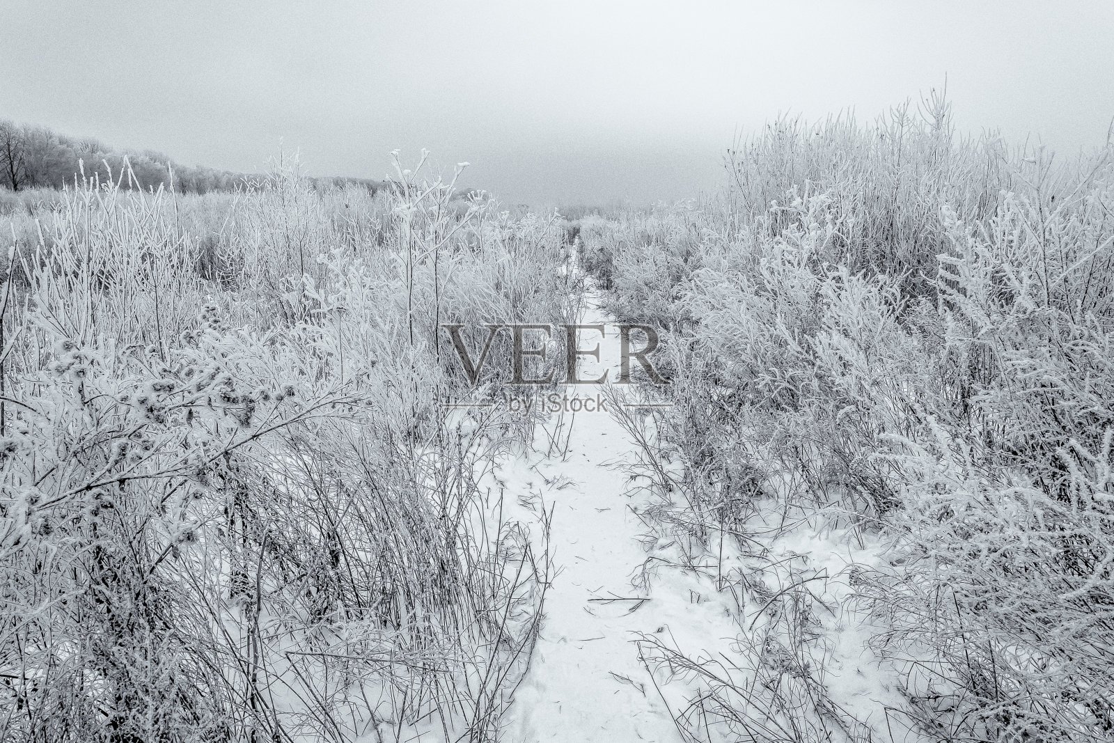 冬天的自然之美照片摄影图片