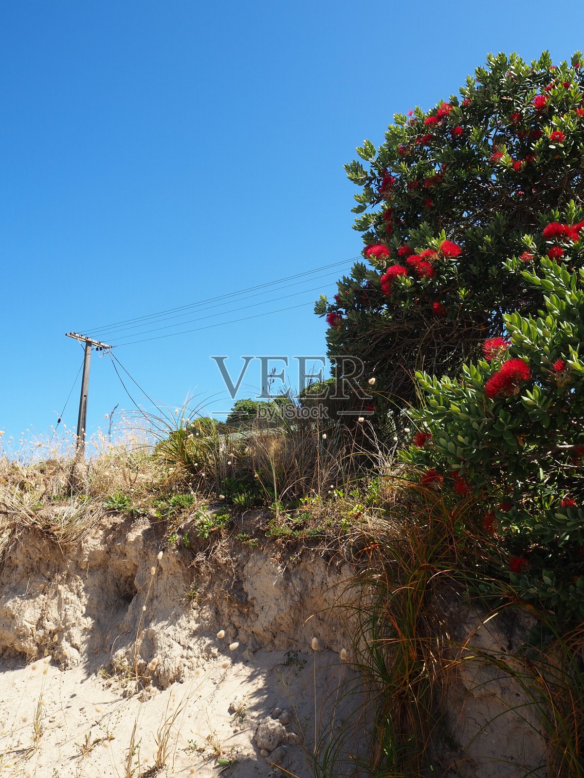 北国新西兰之旅照片摄影图片