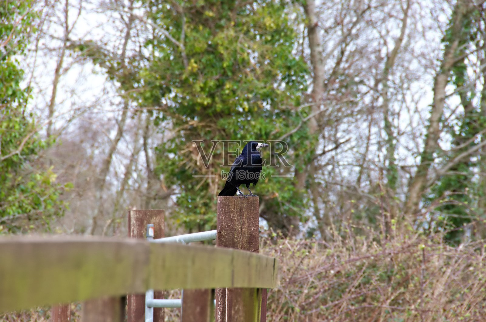 小白嘴鸦在篱笆柱上摆姿势照片摄影图片