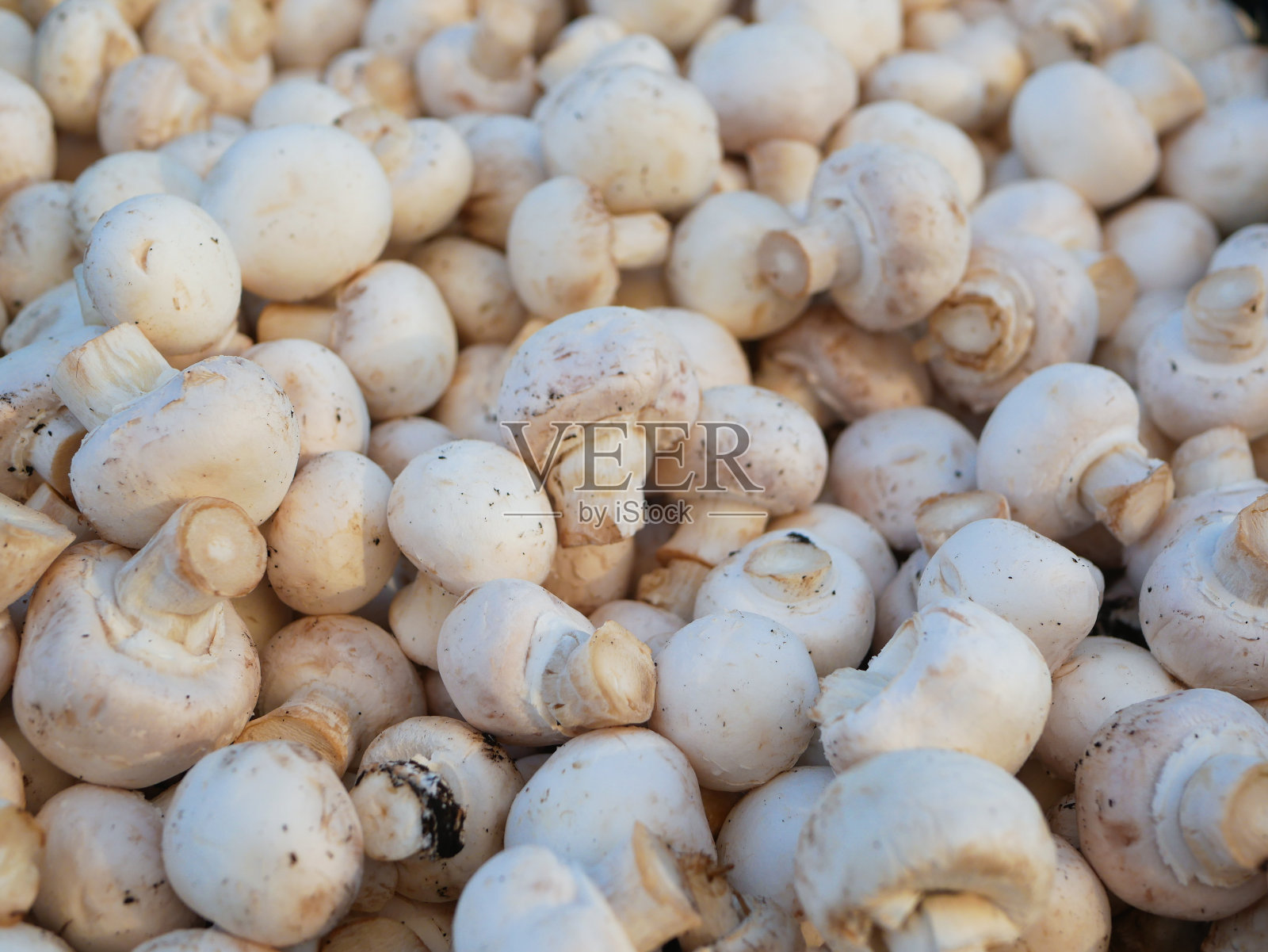 蘑菇蘑菇闭合。种植蘑菇蘑菇。很多蘑菇蘑菇。从上面的观点照片摄影图片