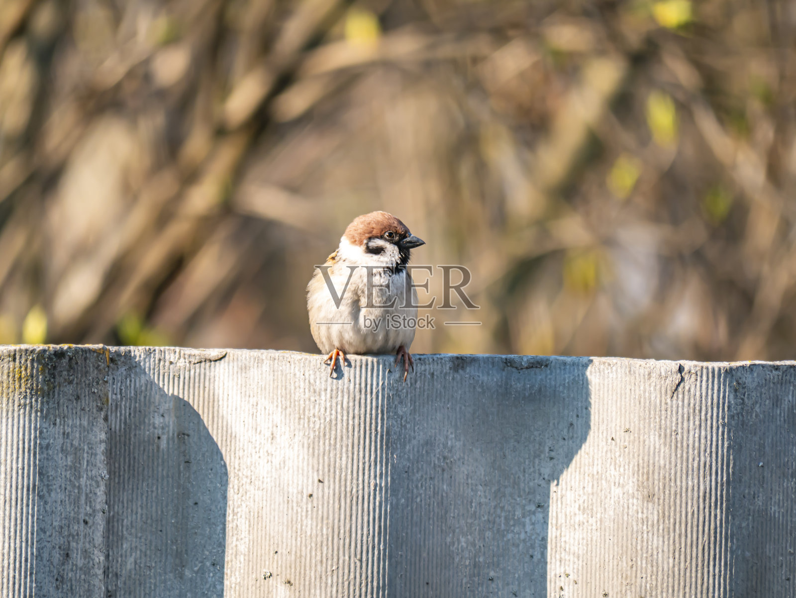 麻雀坐在石板篱笆上。照片摄影图片
