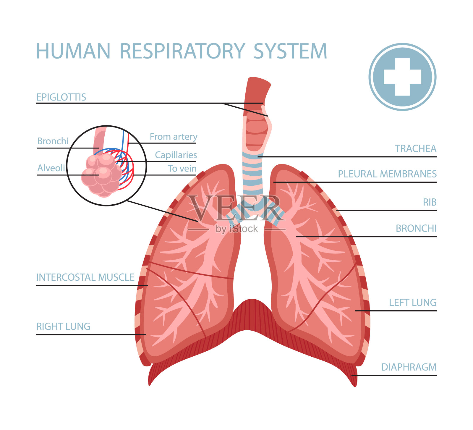 人类呼吸系统插画图片素材
