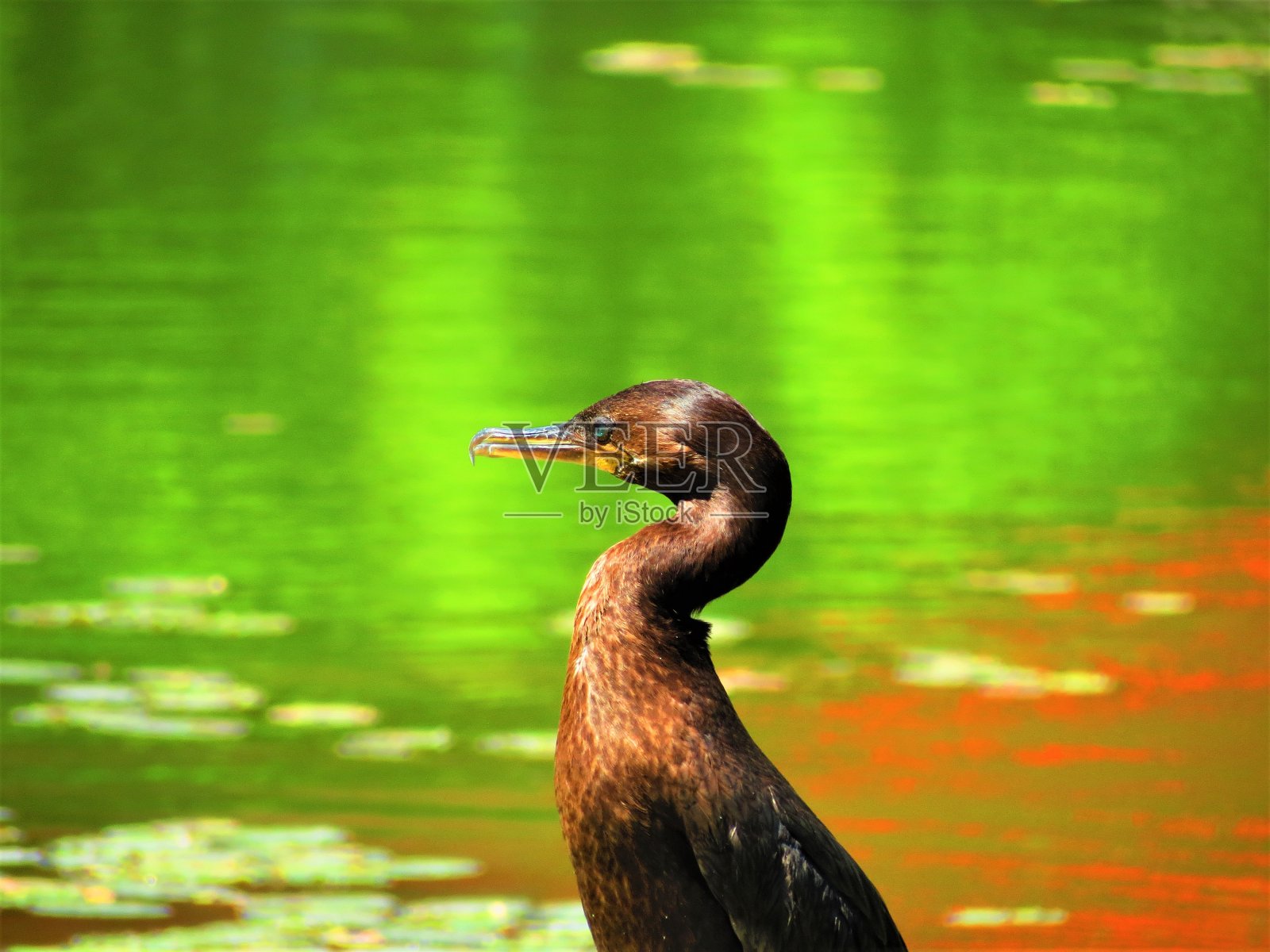 鸬鹚一种鸬鹚鸟(鸬鹚)照片摄影图片