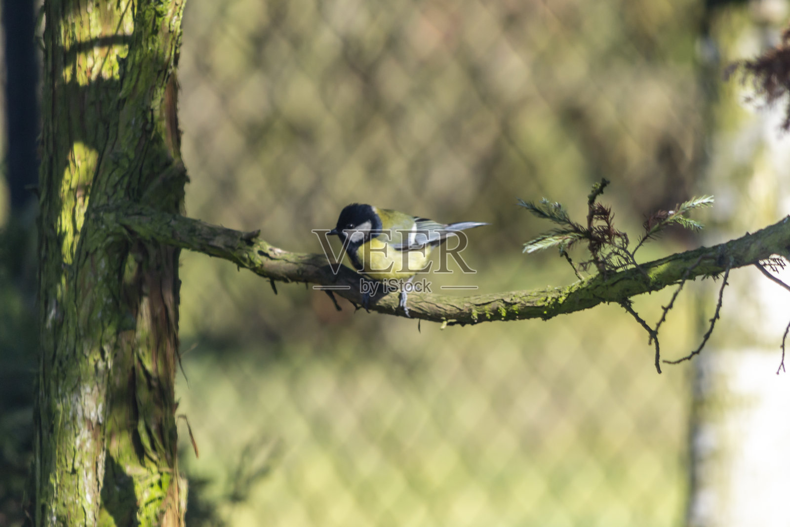 山雀，雀形目鸟类的一科。照片摄影图片