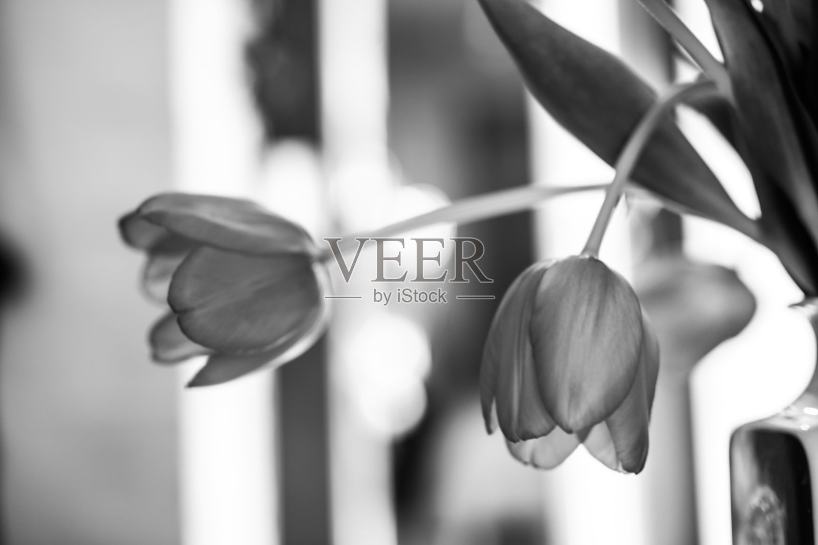 花瓶里的花，郁金香，黑色和白色照片摄影图片