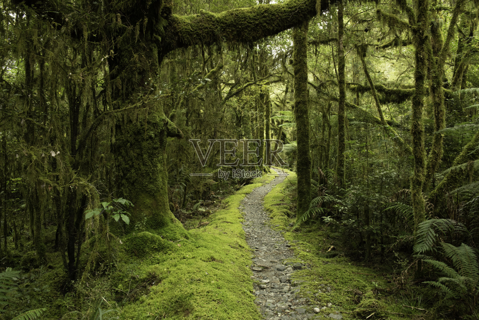 在米尔福德轨道上穿过雨林的小径照片摄影图片