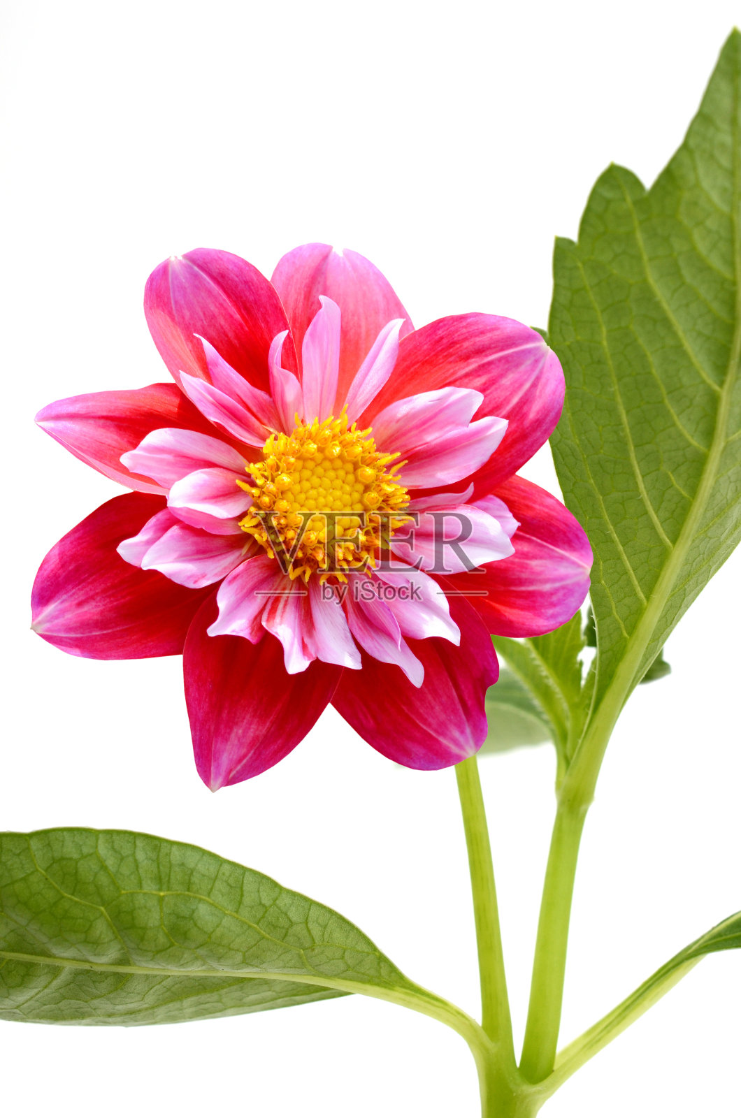 花枝:夏季红色大丽花照片摄影图片