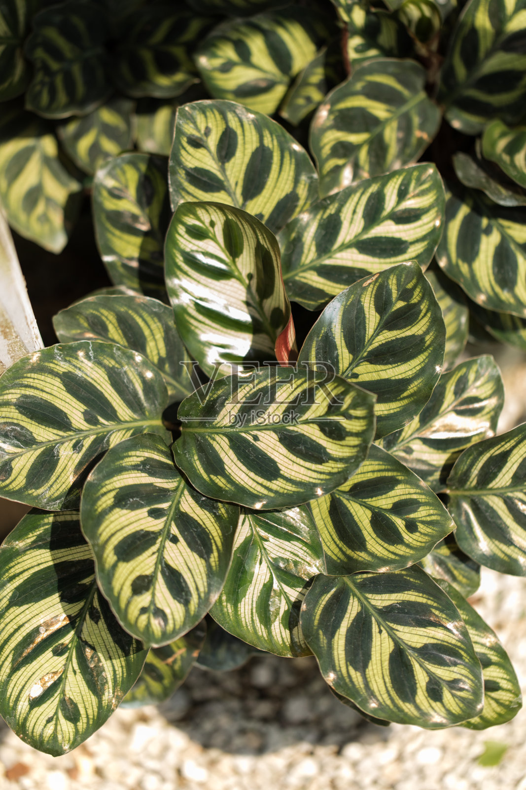 响尾蛇竹芋照片摄影图片