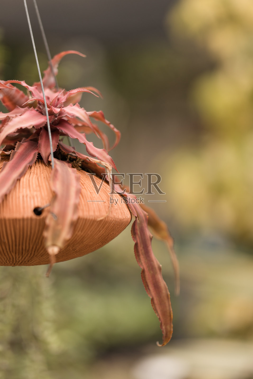 多汁的植物照片摄影图片