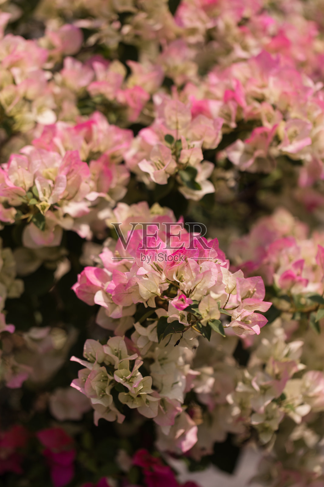 彩色的叶子花属花照片摄影图片