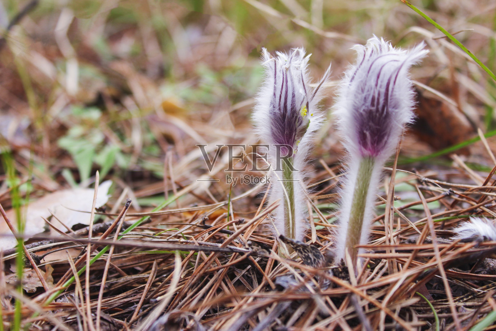 雪花莲照片摄影图片