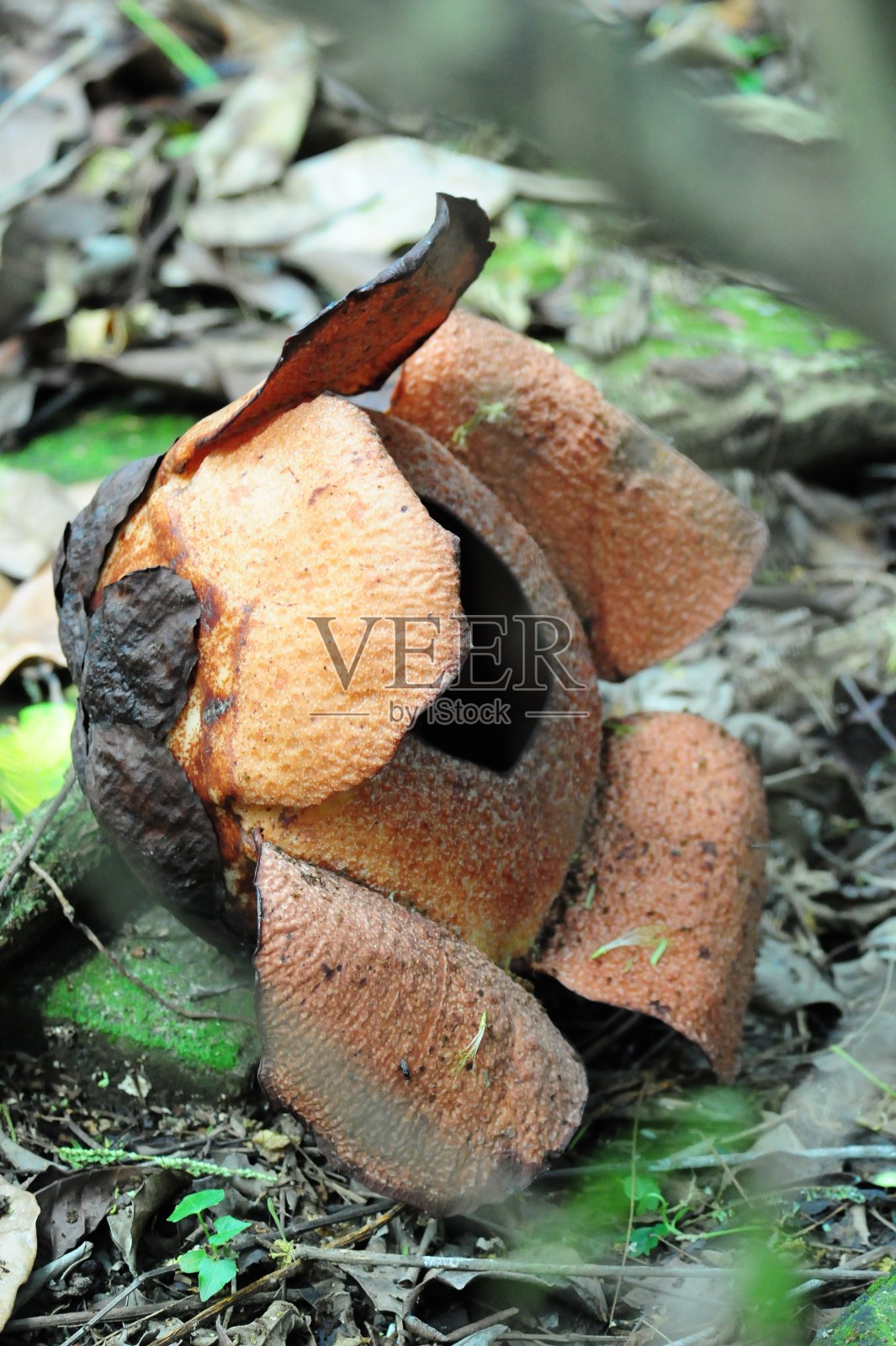 莱佛士帕特玛照片摄影图片