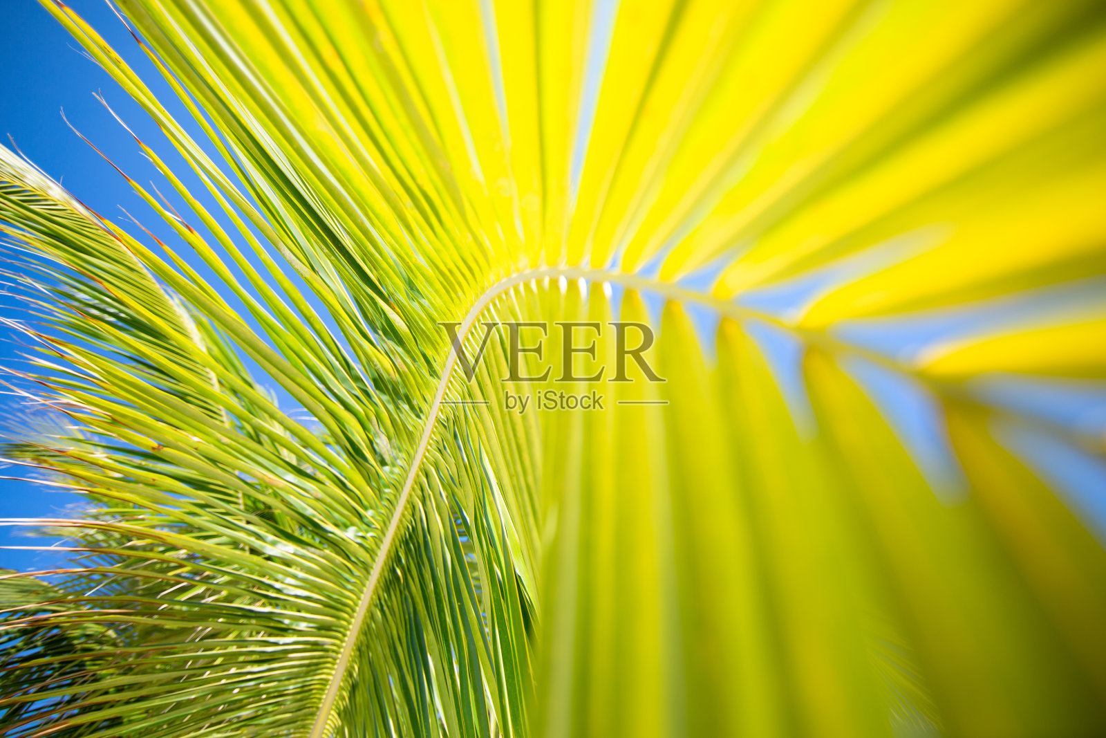 绿色棕榈叶的特写。照片摄影图片