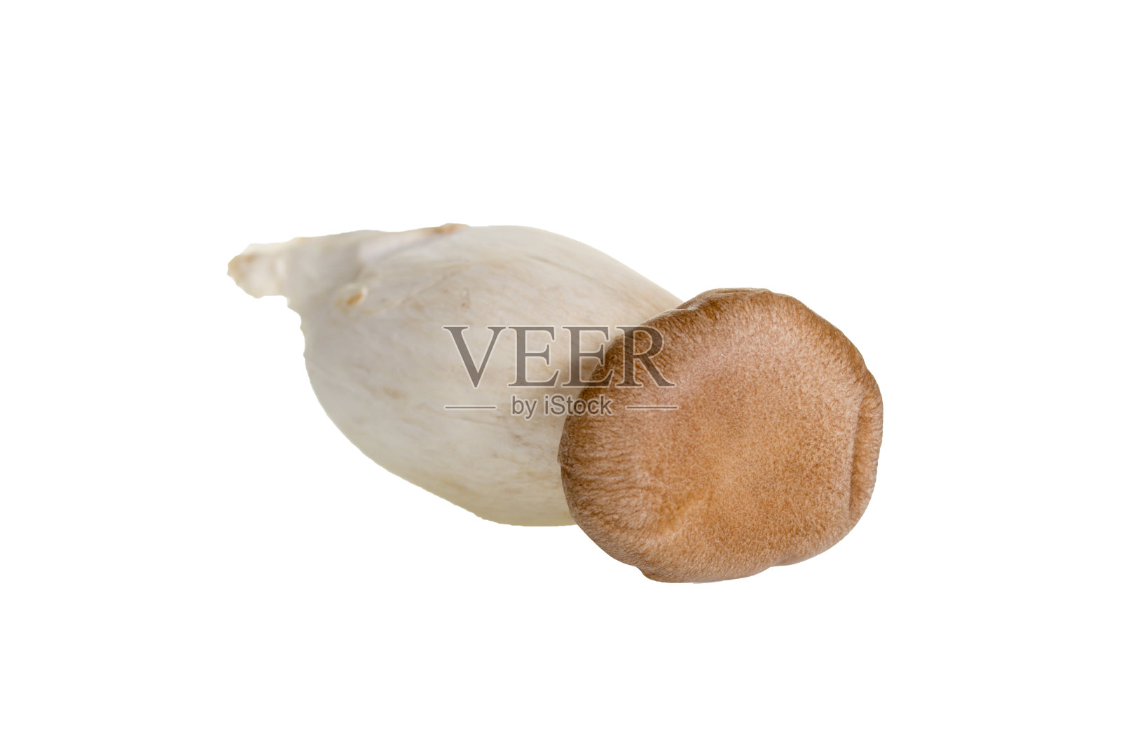 蘑菇孤立在白色背景上。照片摄影图片