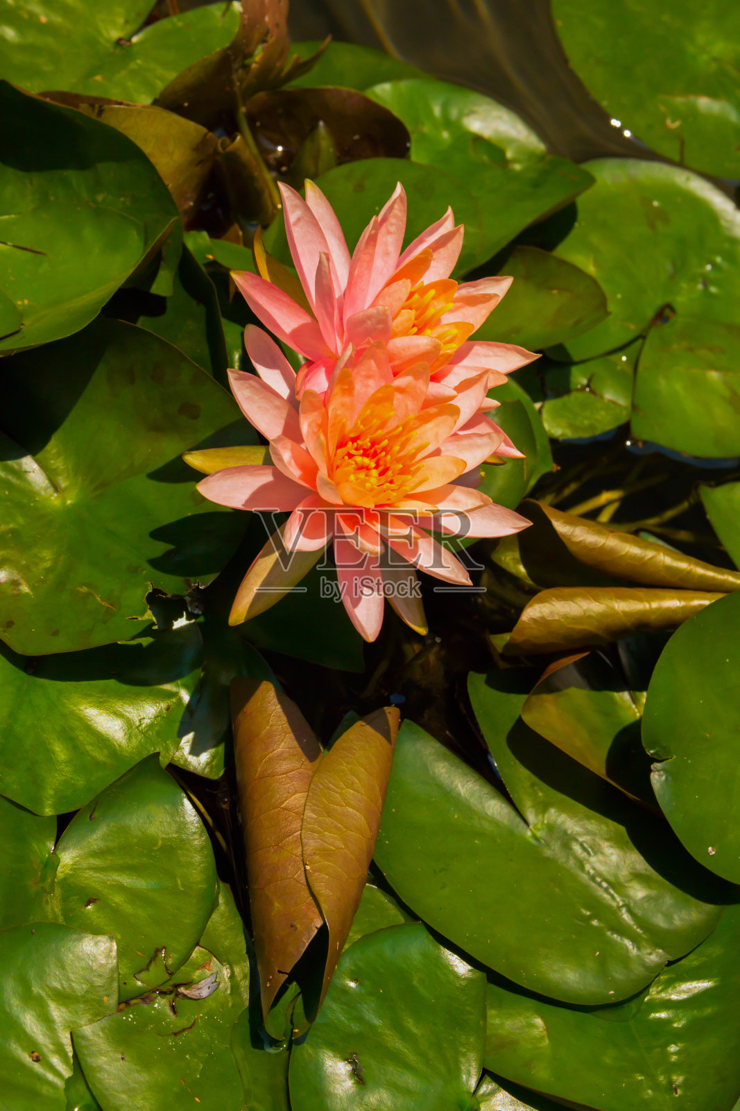 早晨绽放的荷花和绿色的荷叶倒映在清澈的水面上。照片摄影图片