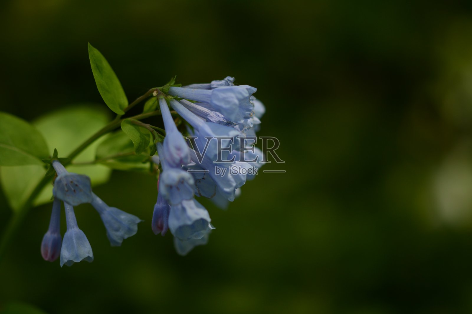 鲜花盛开照片摄影图片