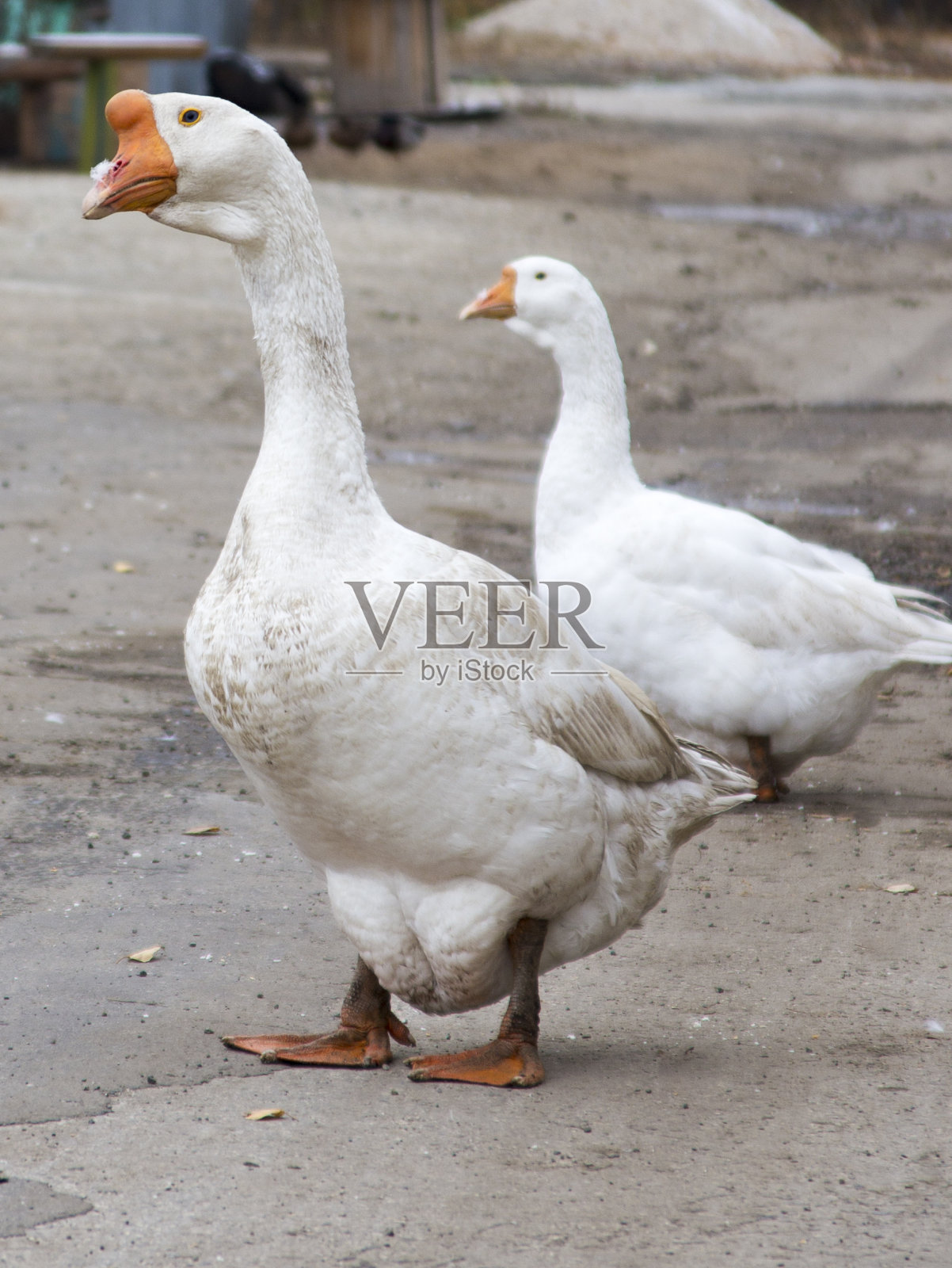 农场院子里的两只鹅照片摄影图片