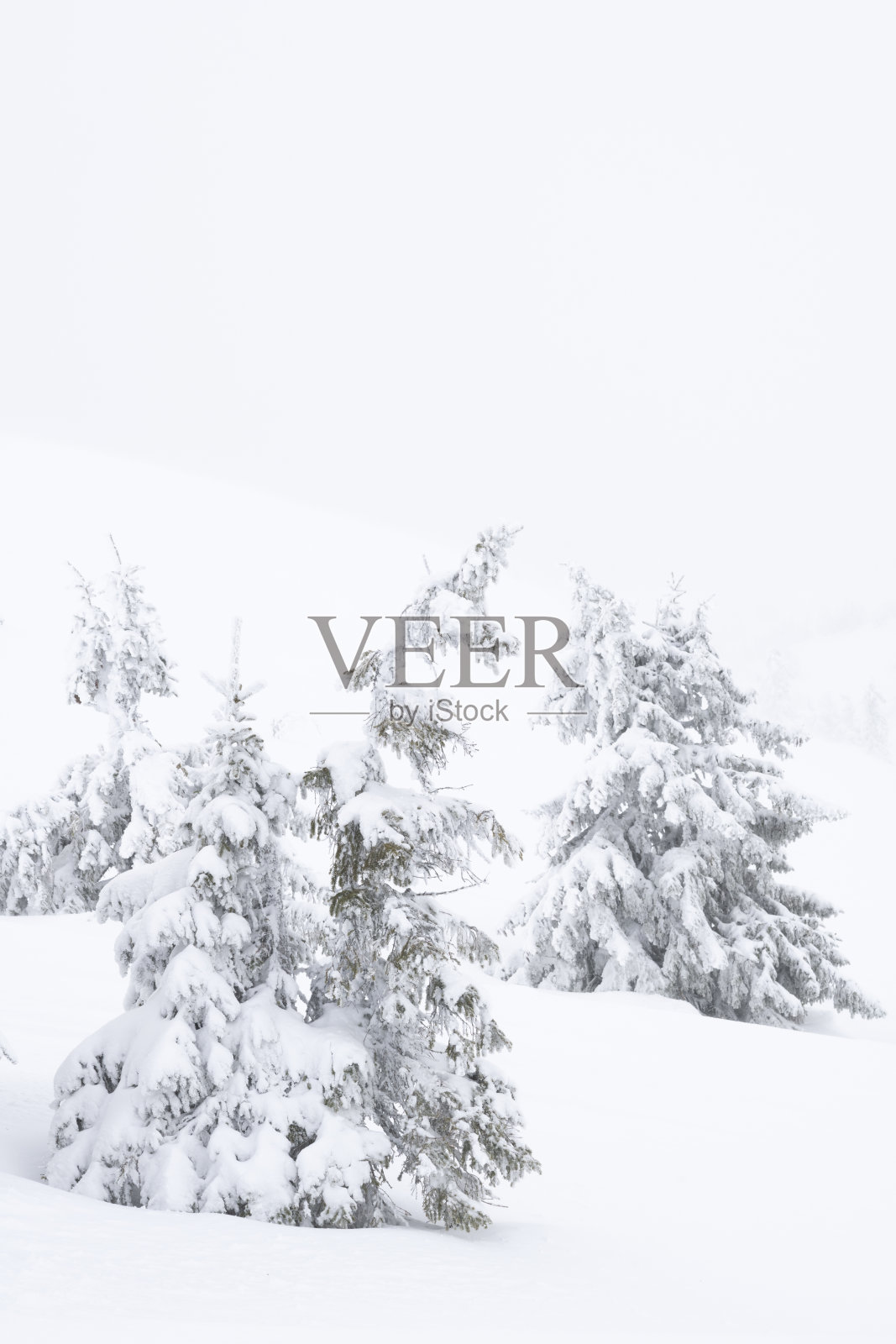 在一个阴天下雪的挪威山区滑雪场，白雪覆盖着树木照片摄影图片