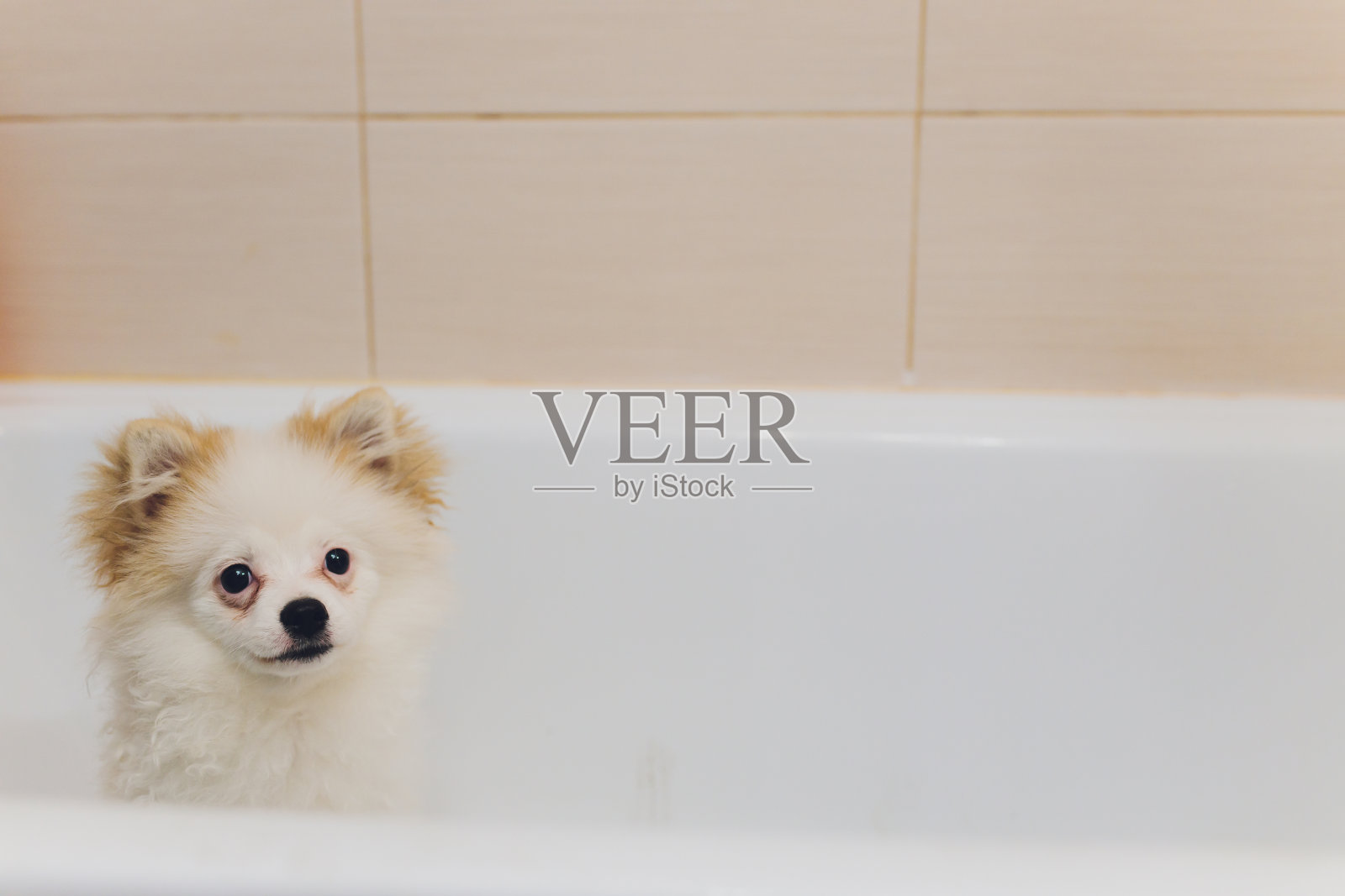 小狗狗在洗澡。照片摄影图片