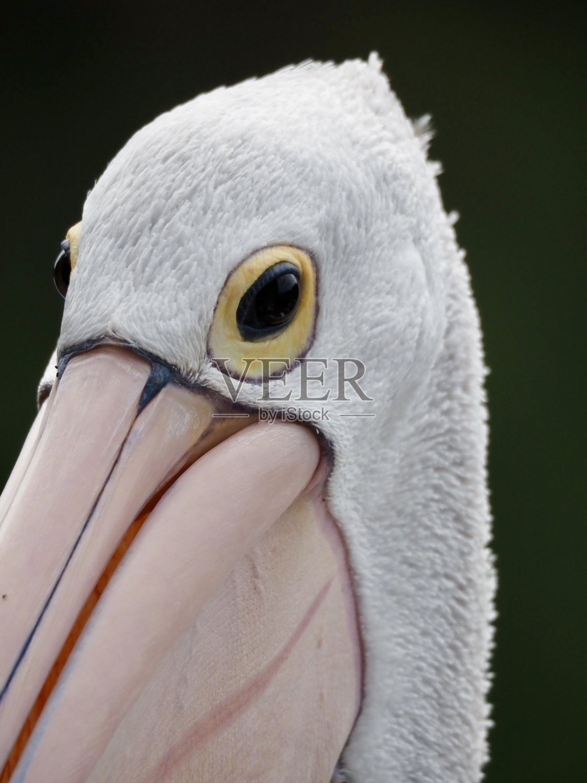 近距离观察野生鹈鹕的部分头部照片摄影图片