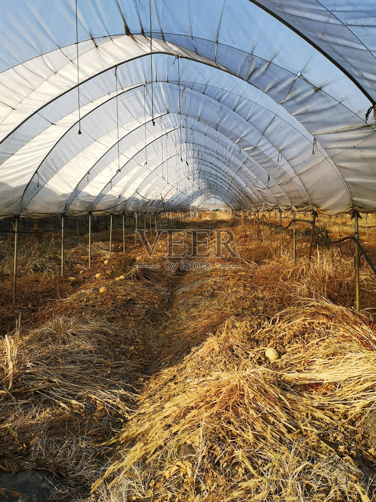 空而废弃的温室在秋天瓜果收获后。照片摄影图片