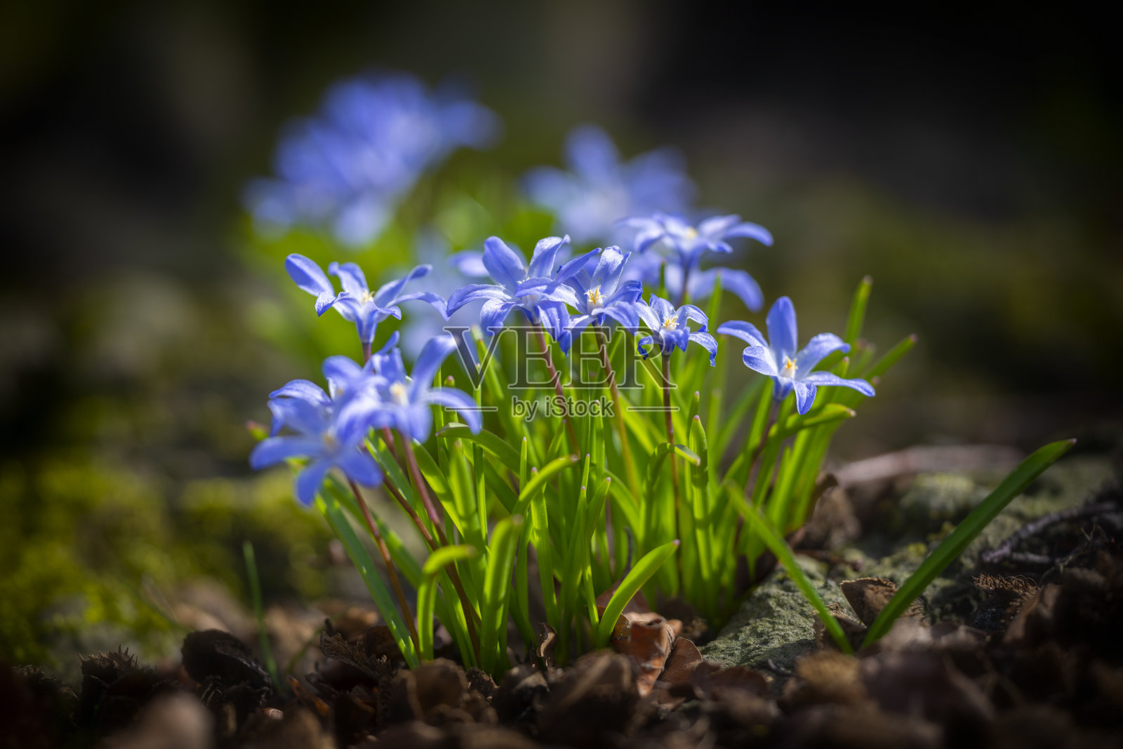 西拉·福布斯照片摄影图片