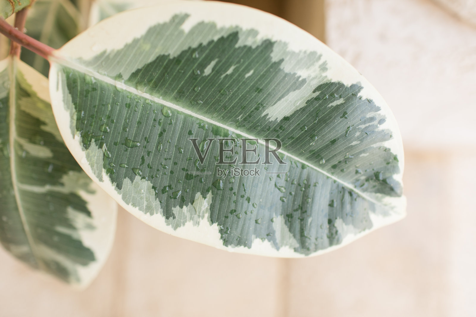 白色迷彩变色橡胶树照片摄影图片