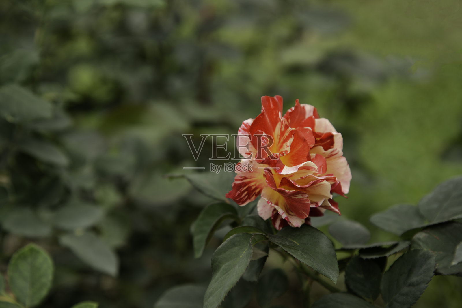 五颜六色，美丽，娇嫩的玫瑰在花园里照片摄影图片