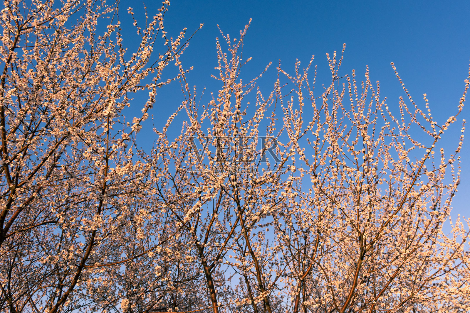 蓝色背景的梅花照片摄影图片