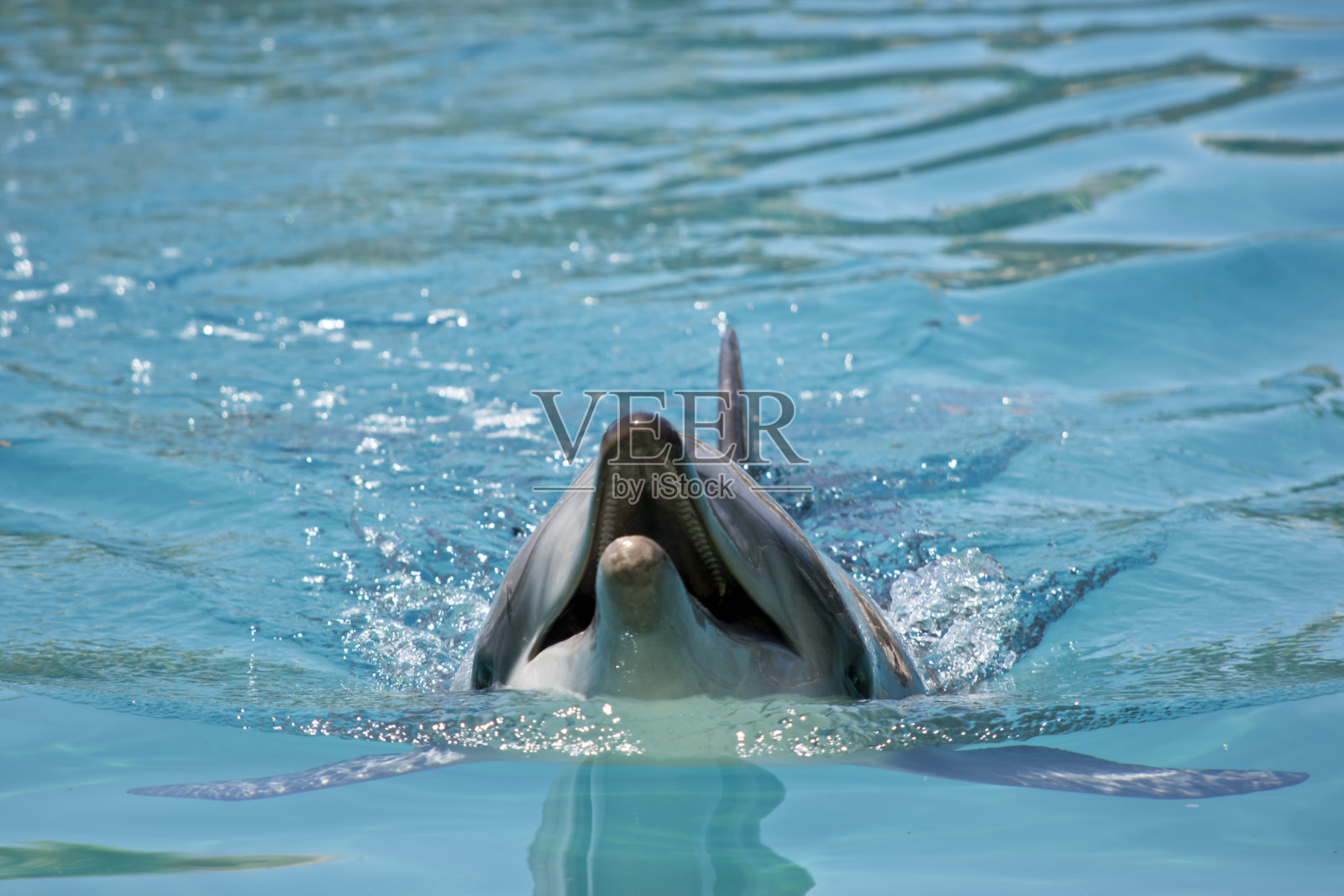 瓶子鼻海豚正在游泳照片摄影图片