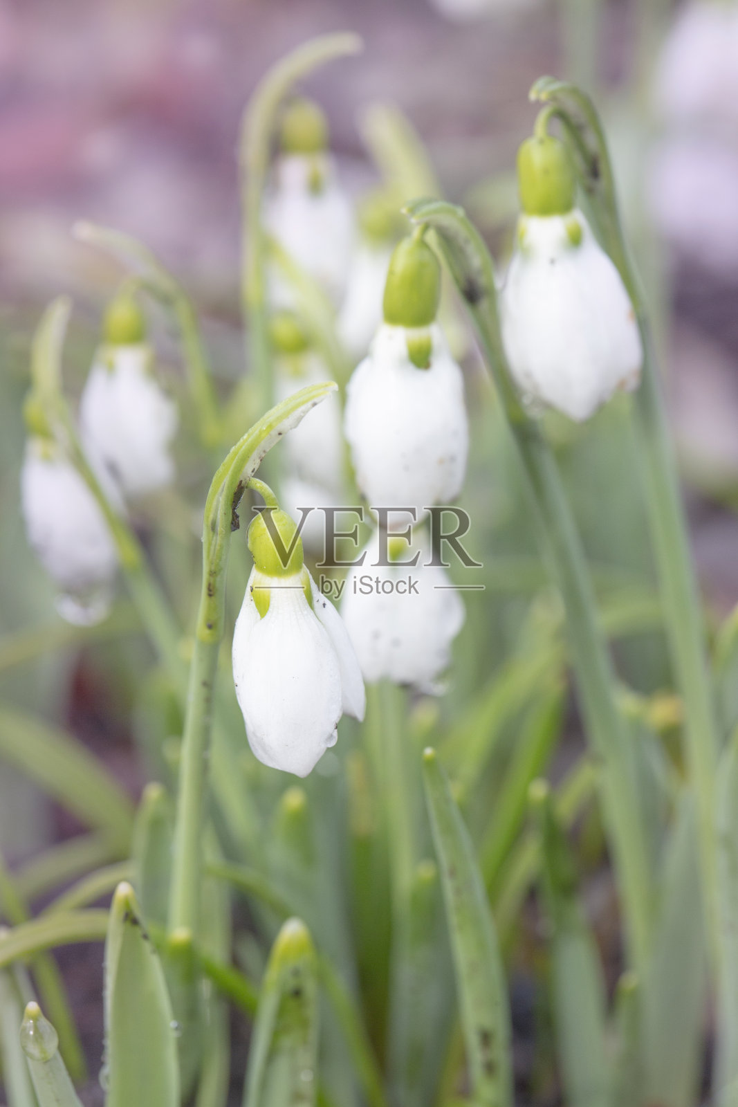 夏天雪花库存照片照片摄影图片