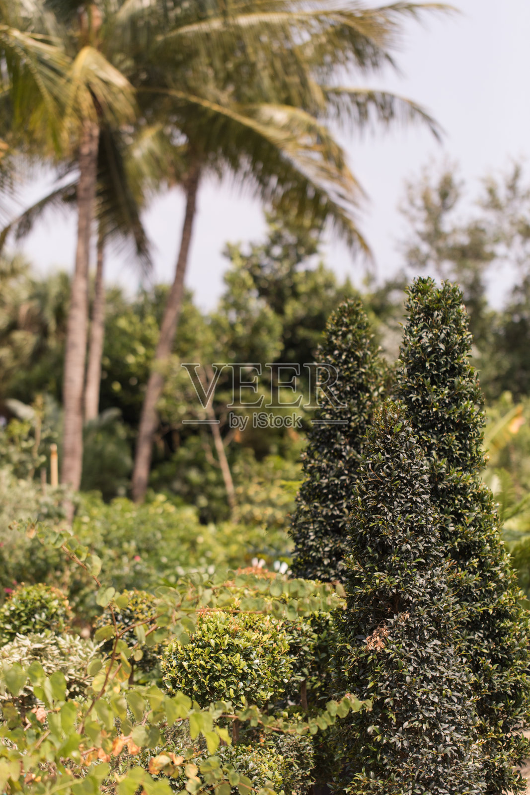 植物照片摄影图片