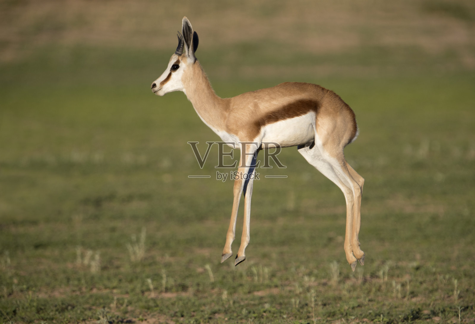 跳羚。照片摄影图片