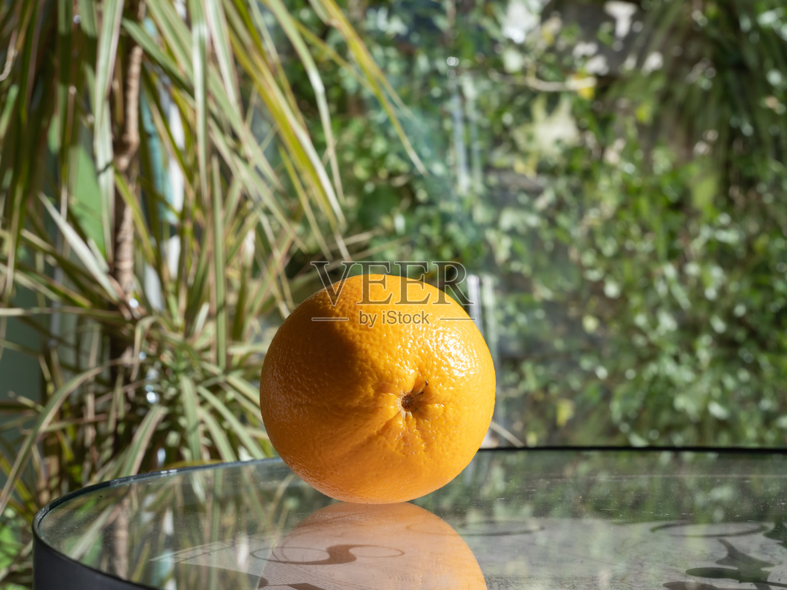 一个橙色的细节在玻璃桌上反射，与绿色植物照片摄影图片