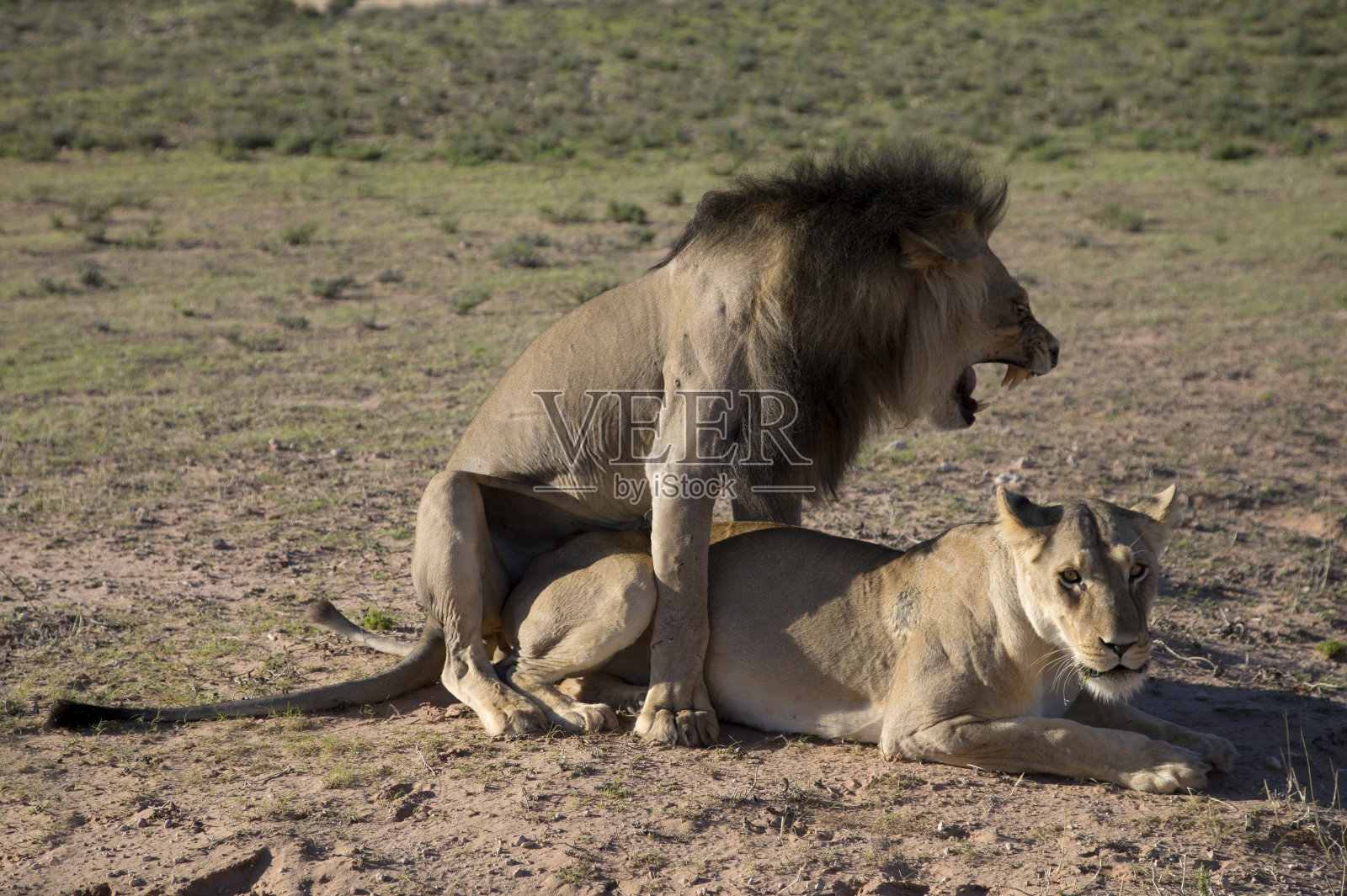 喀拉哈里沙漠的狮子照片摄影图片
