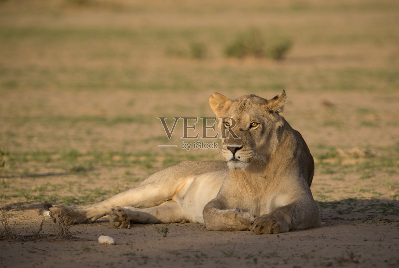 喀拉哈里沙漠的狮子照片摄影图片