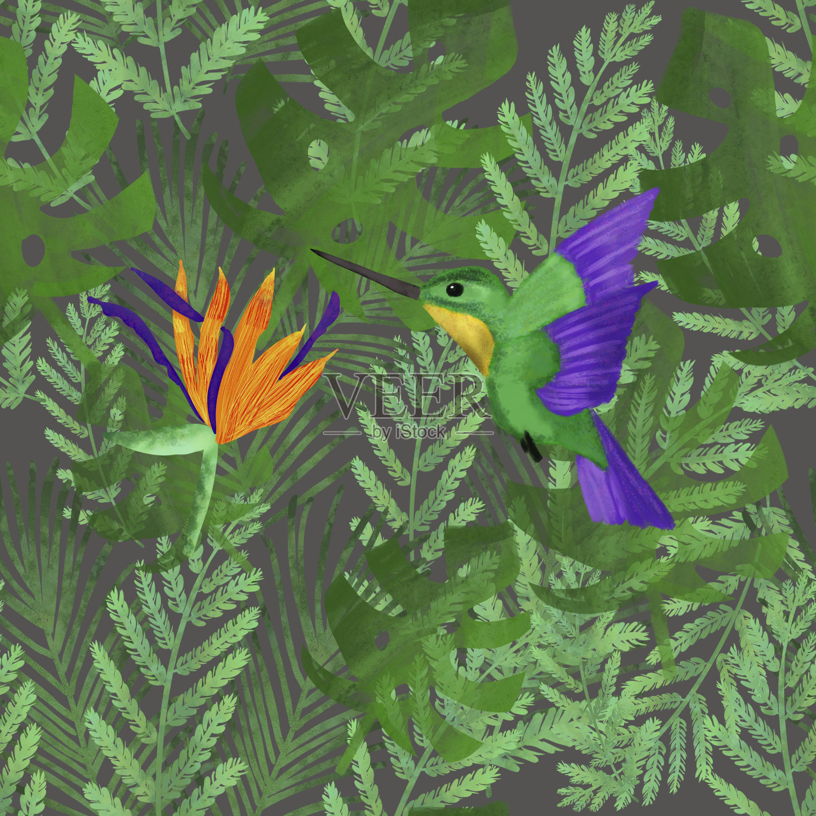 热带叶子上的蜂鸟和桔梗。灰色背景。热带夏季打印。包装、墙纸、文具、织物、纺织品设计。插画图片素材