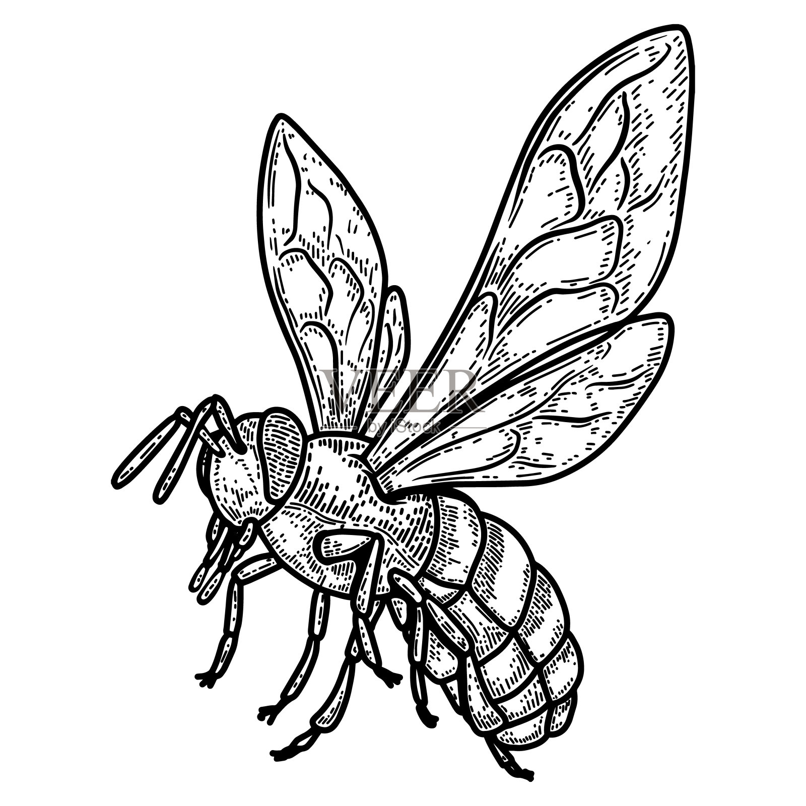 雕刻风格的蜜蜂插图。设计元素海报，标签，标志，会徽，菜单。矢量图插画图片素材