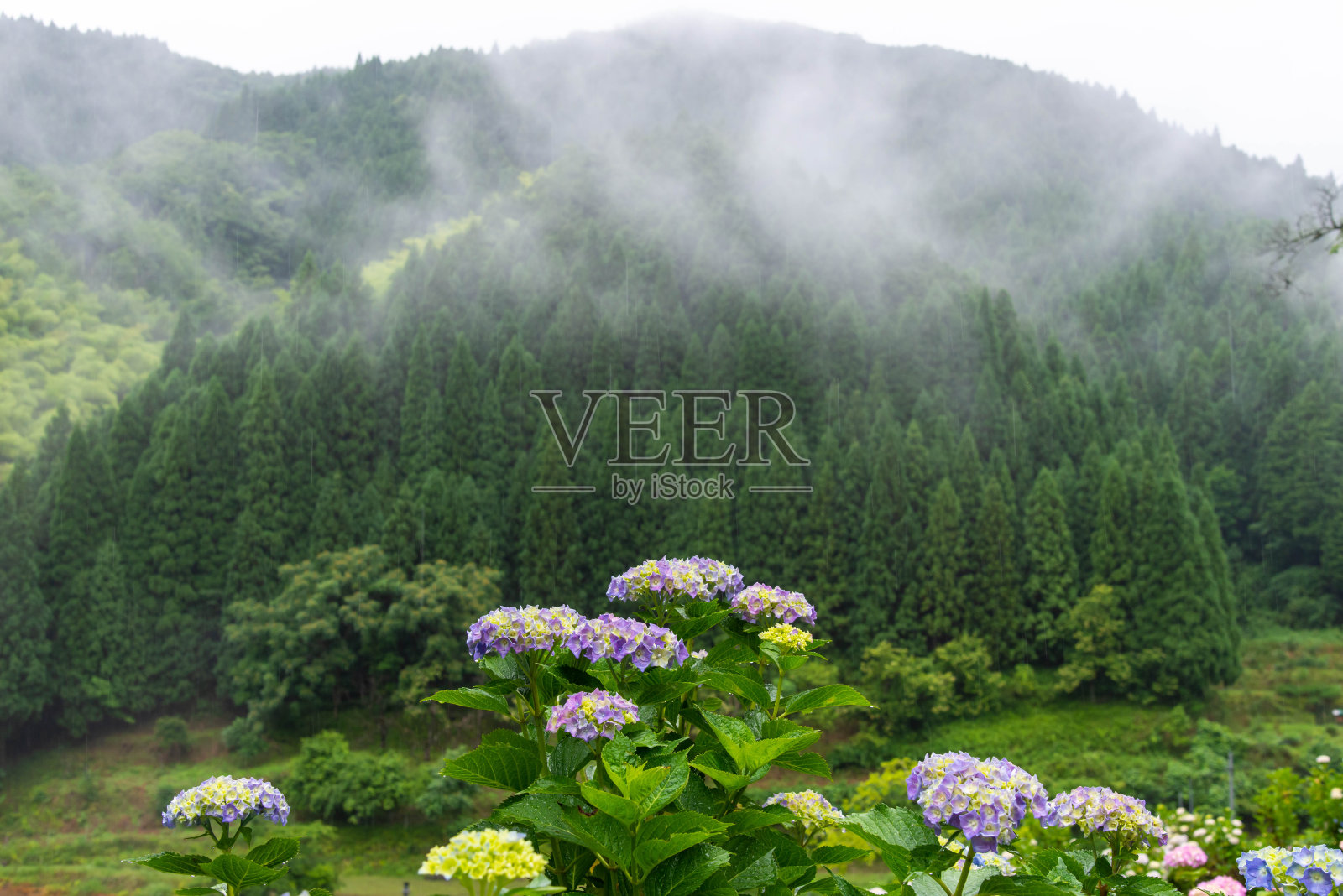 山上的阴霾和各种颜色的绣球花照片摄影图片