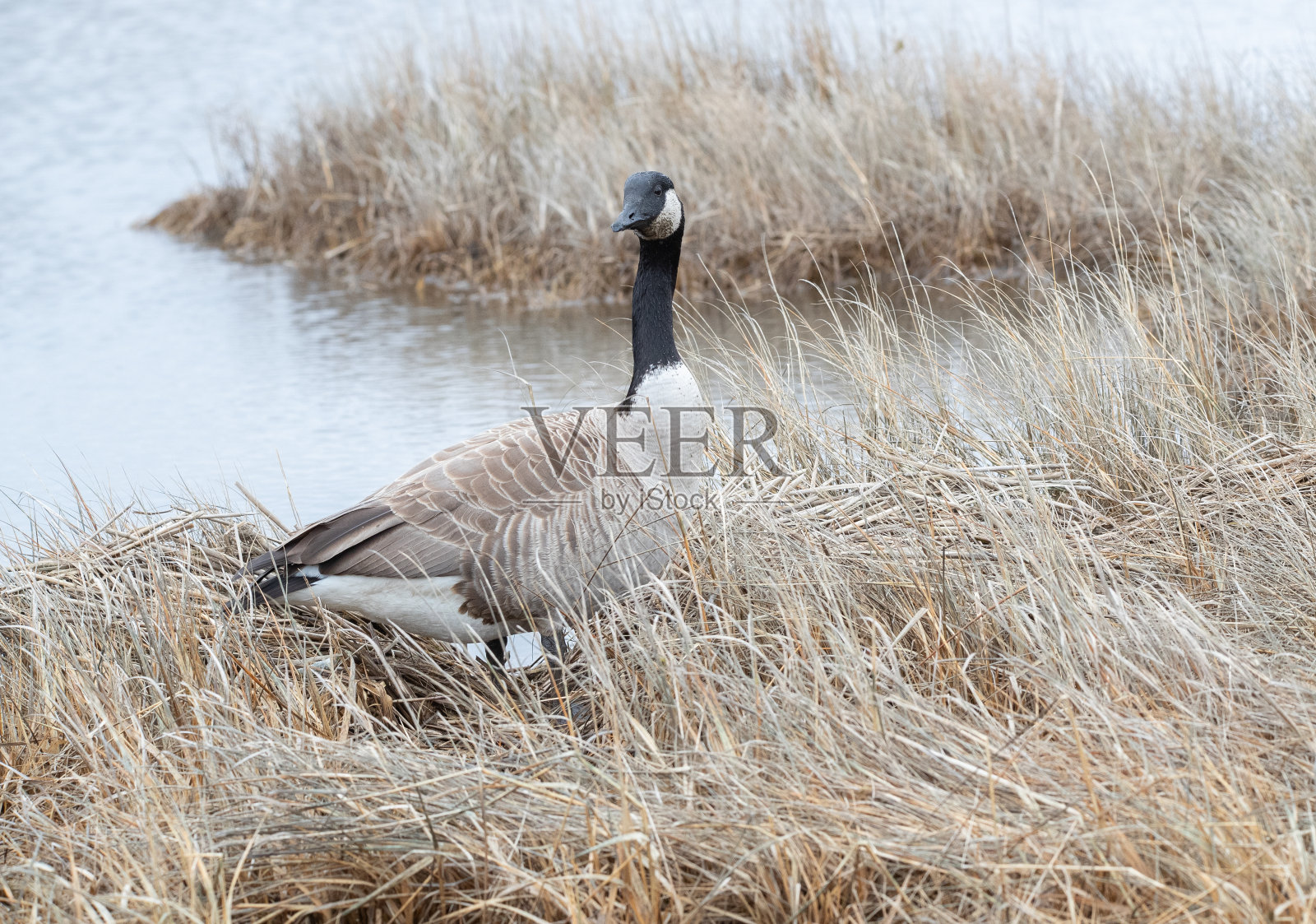 芦苇间的加拿大鹅照片摄影图片