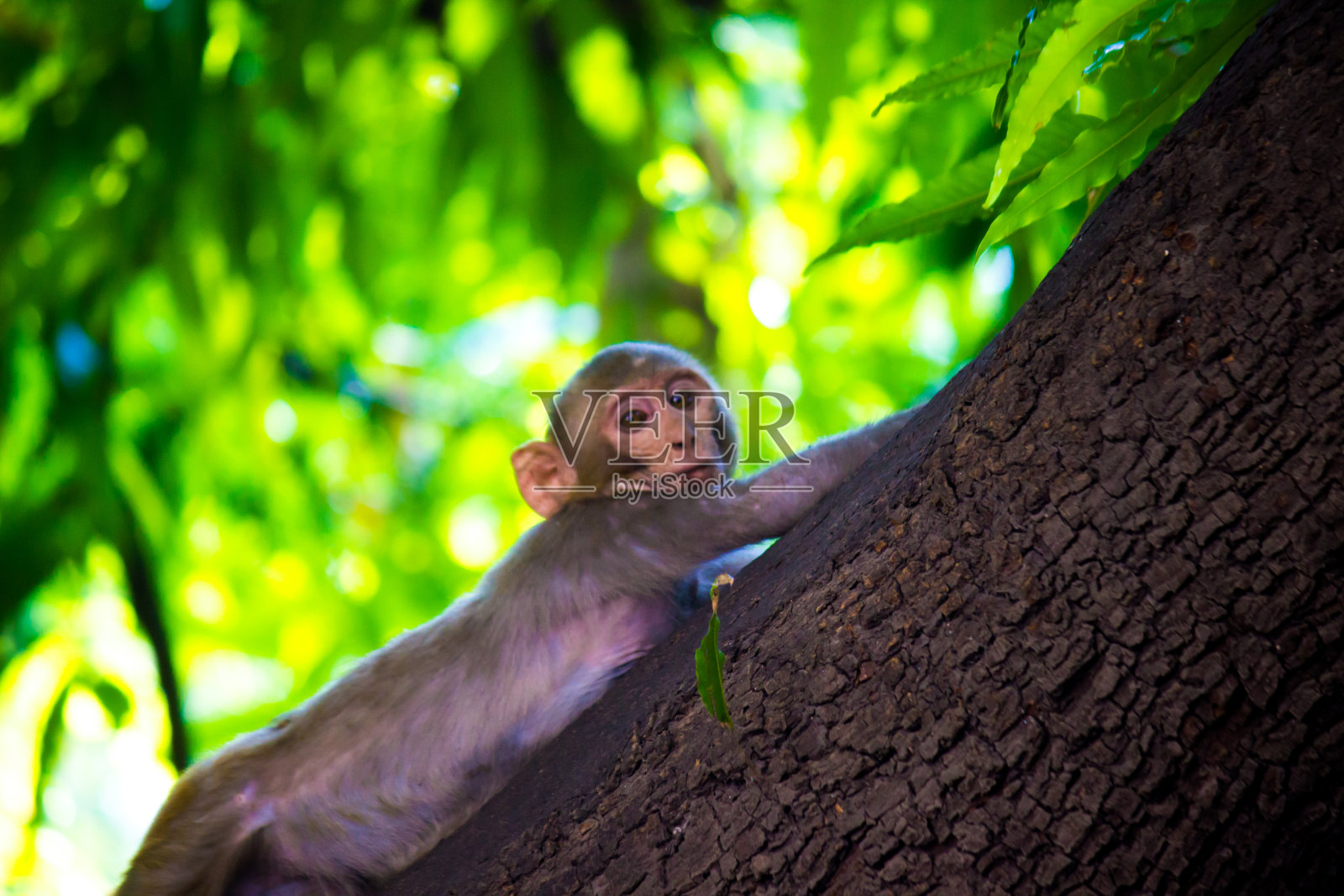 恒河猕猴猴照片摄影图片