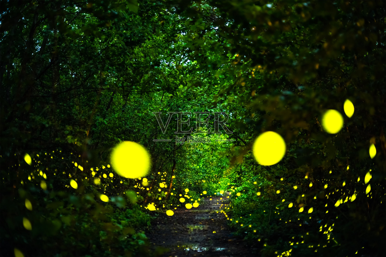 萤火虫在夜间在森林里飞翔照片摄影图片