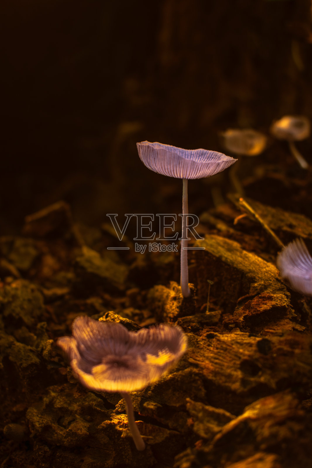 神奇蘑菇照片摄影图片