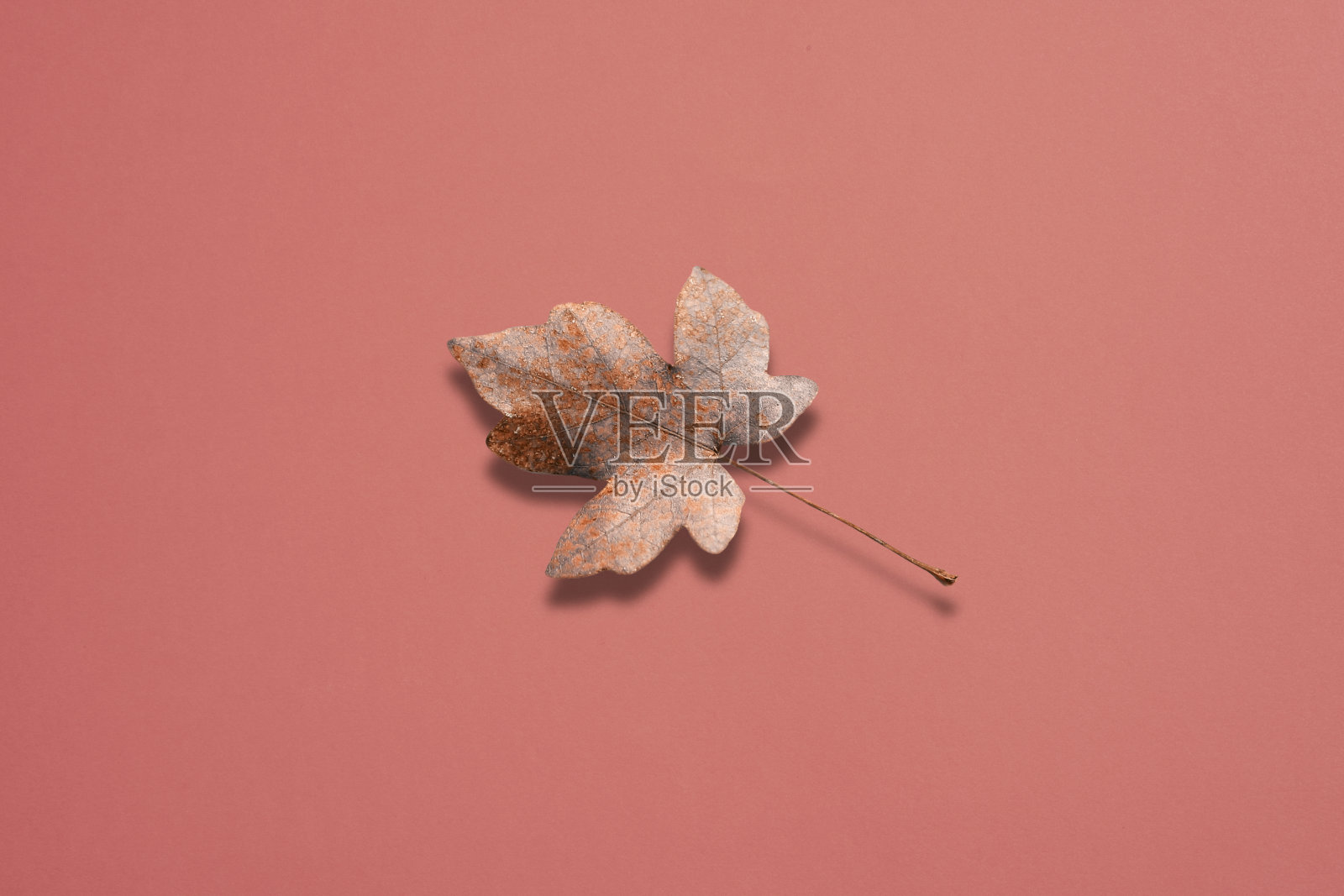 粉彩纸背景上的干树叶。秋天的成分。照片摄影图片