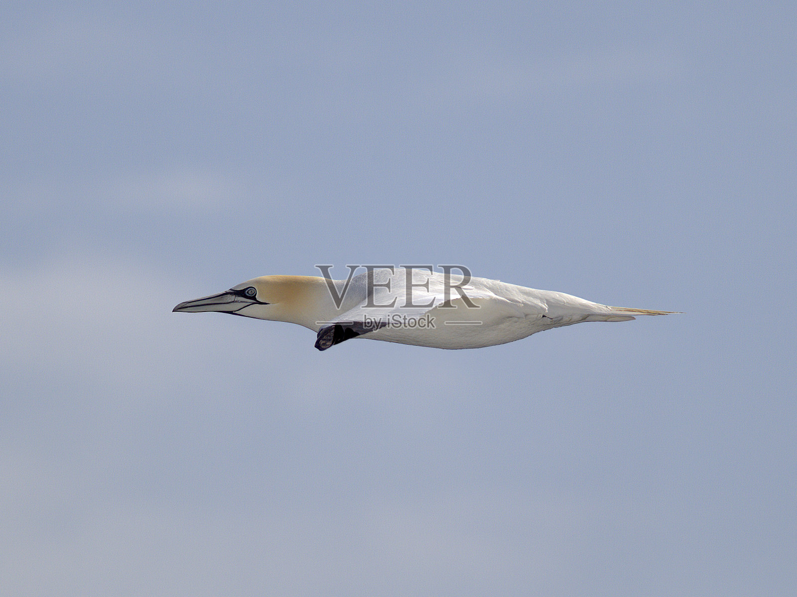 一只孤独的北方塘鹅在比斯开湾上空翱翔，映衬着蓝天照片摄影图片