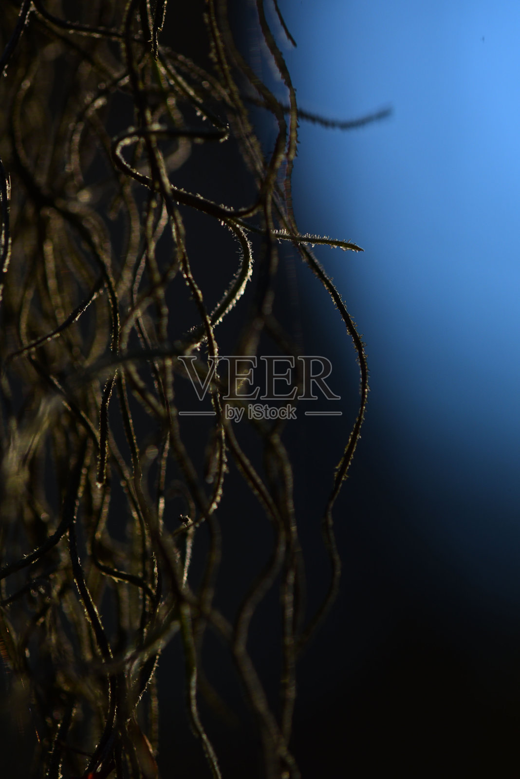 在黑色和蓝色的背景下，有模糊卷须的背光的西班牙苔藓照片摄影图片